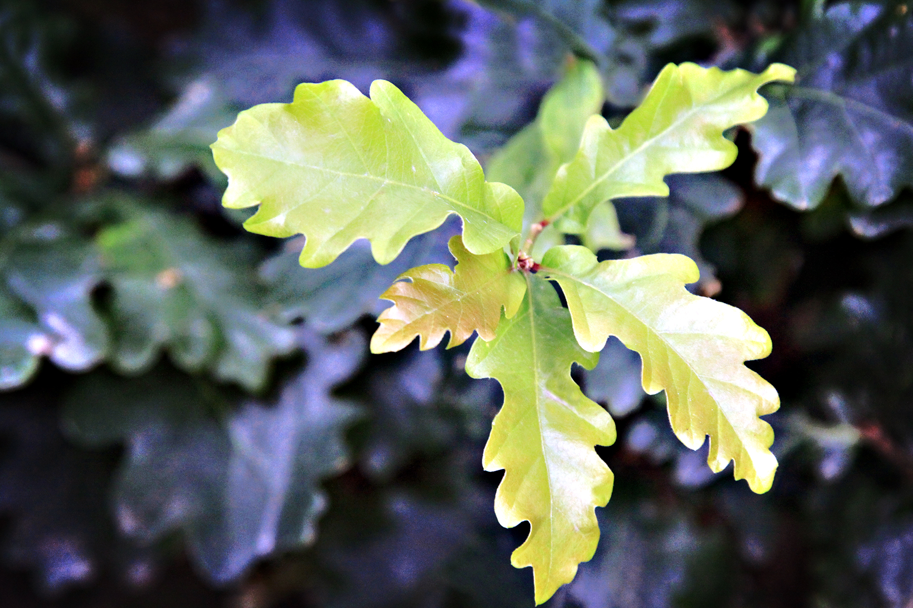 Oak Leaves of Righteous - Image (c) Lancia E. Smith